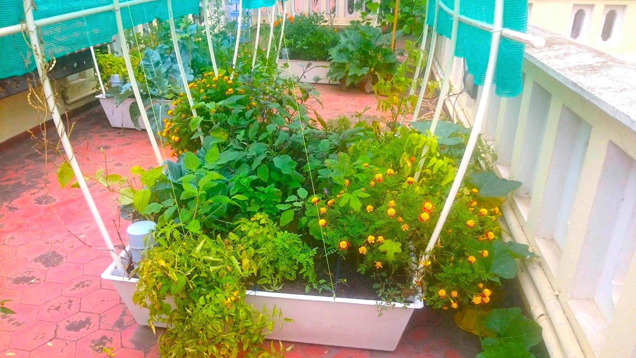 smart gardens for terrace - complete self watering garden kit